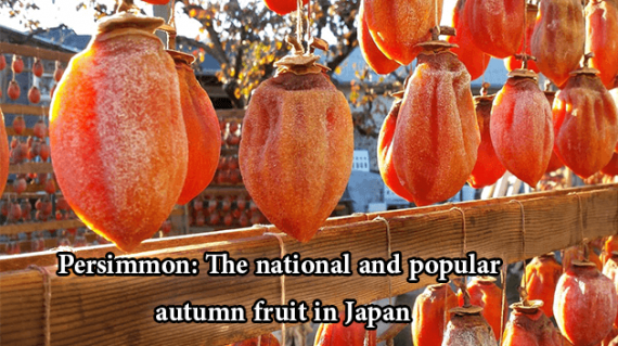 foodslord.com---Persimmon-The-national-and-popular-autumn-fruit-in-Japan