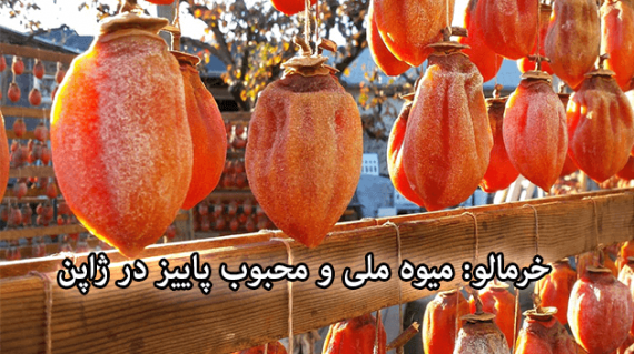 foodslord.com---خرمالو--میوه-ملی-و-محبوب-پاییز-در-ژاپن