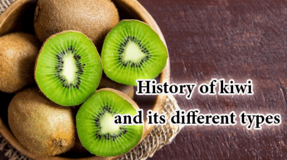 foodslord.com---History-of-kiwi-and-its-different-types