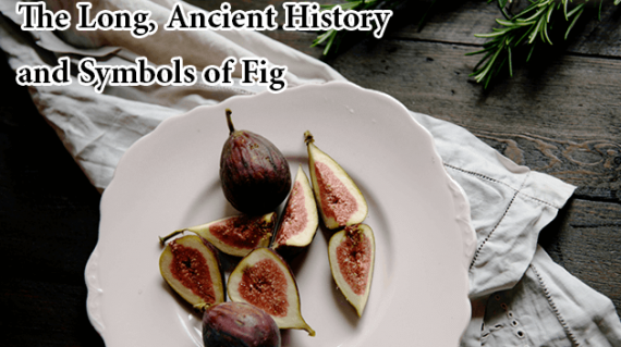 foodslord.com---The-Long,-Ancient-History-and-Symbols-of-Fig
