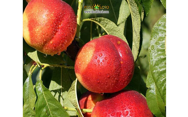 foodslord.com---Desert-Dawn-nectarine