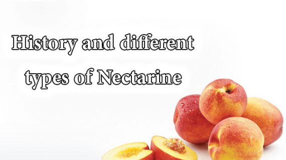 foodslord.com---History-and-different-types-of-Nectarine