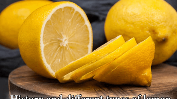 foodslord.com---History-and-different-types-of-lemon