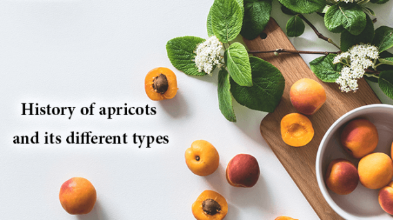 foodslord.com---History-of-apricots-and-its-different-types