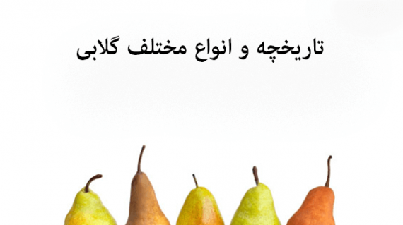foodslord.com---تاریخچه-و-انواع-مختلف-گلابی