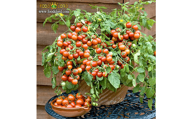 foodslord.com---گوجه گیلاسی