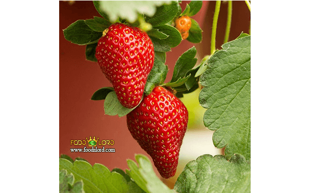 foodslord.com---Everbearing-strawberry