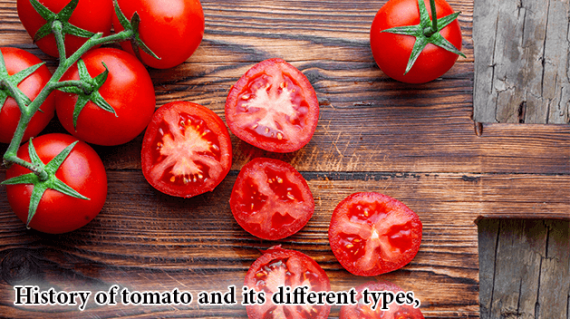 foodslord.com---History-of-tomato-and-its-different-types