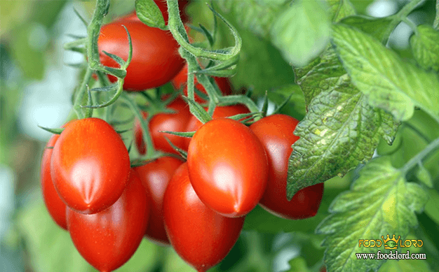 foodslord.com---گوجه آلو (Plum) - تاریخچه