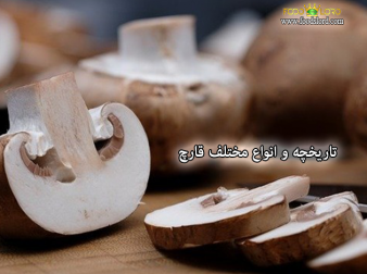 foodslord.com---تاریخچه-و-انواع-مختلف-قارچ