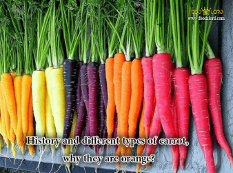 foodslord.com---History-and-different-types-of-carrot-why-they-are-orange